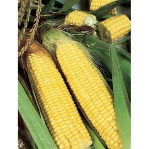 Свит Парадайз F1 - кукуруза сахарная, 2500 сем, (Lark Seeds) фото, цена